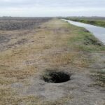 Fauna selvatica. Stanziamento in bilancio per eradicazione della nutria, soddisfazione di Coldiretti Veneto