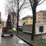 Abbattimenti di alberi a Rovigo, interrogazione di Dina Merlo