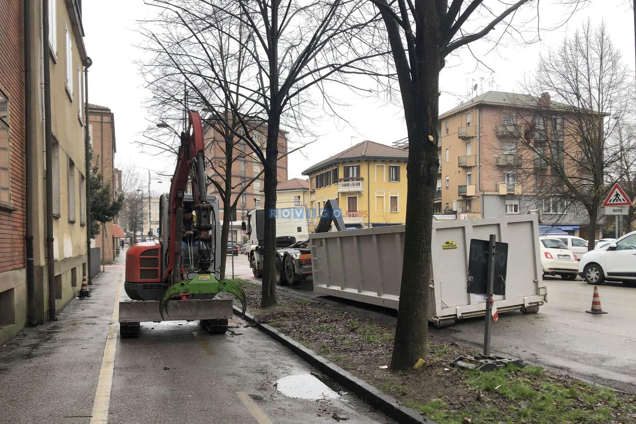 Abbattimenti di alberi a Rovigo, interrogazione di Dina Merlo